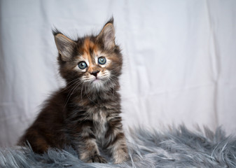 studio portrait of an adorable black torbie maine coon kitten sitting on gray fake fur looking at camera tilting it's head