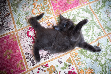 playful cute blue maine coon kitten lying on colorful blanket stretching looking up