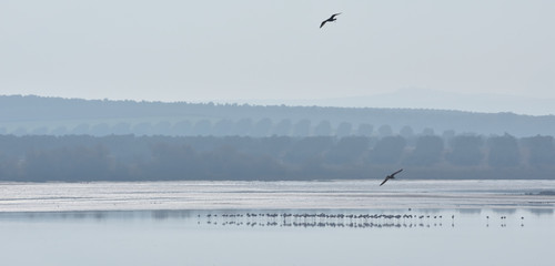 Salty Lagoon of Fuente de Piedra in Malaga a winter foggy morning, with silvery tones and silhouettes of different water birds (flamingos, avocetas, egrets, seagulls, cranes ...)