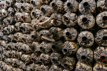 mushrooms indoor plantation, cultivation