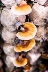 mushrooms indoor plantation, cultivation