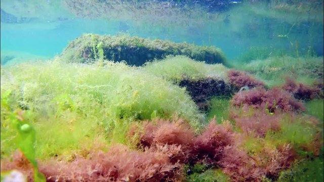 Black Sea underwater footage, diving in littoral zone, rich green and red algae on stones and crystal clear water on early morning, summertime in Odesa