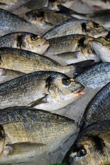 View of fresh dorade royale (bream) fish at a French seafood market