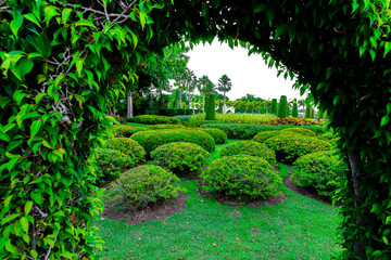 Beautiful green arch plants tree arrangement in the garden,Landscaping in the garden area ,Nature background in Thailand.