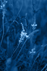 inflorescences of flowers on a blurred background.Classic blue Pantone color the year 2020. space for text .