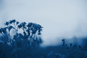 gelbe wildblumen auf einem hintergrund des rosa sonnenunterganghimmels. Klassische blaue Pantone-Farbe im Jahr 2020. © Taranova_ksenya