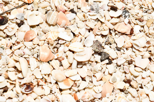 texture of sand and shells, photo as a background taken in Nicoya, Costa rica central america