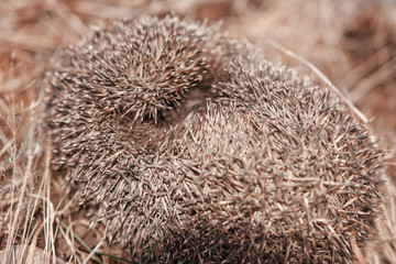 Hedgehog curled up in a ball of dry grass, a great young mammal.