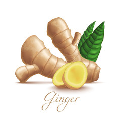 Isolated Ginger Root and Leaves in Realistic Style