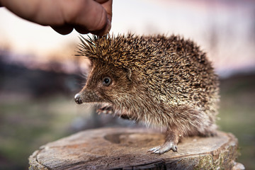 Men's hands are holding a hedgehog who has curled up in a ball, the sunset is visible on the horizon.