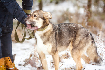 Dog training. Dog handler trains a dog on the street. Dog learning commands.