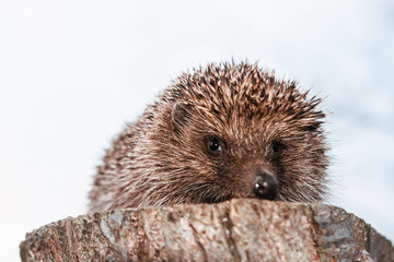 Hedgehog in the Carpathian region close up, sitting on a hemp.