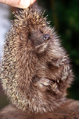 The hedgehog, a large and wild mammal went hunting.