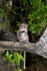 Wild long-tailed macaque of Krabi province. Wild animals in their natural habitat. A monkey sits on a branch among the leaves.