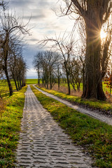 Allee auf einem Feld bei Tremnitz