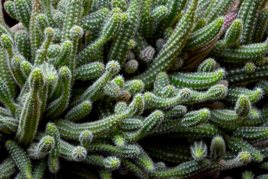 Cactus Echinopsis chamaecereus close-up stock photo images. Cactus green background stock photo. Houseplant green branched cactus
