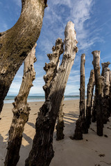 Big breakwater, 3000 trunks to defend the city from the tides, Plage de l'Éventail beach in Saint-Malo, Ille-et-Vilaine, Brittany,