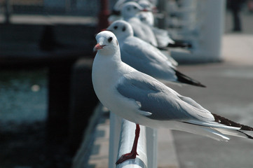 冬羽のユリカモメ