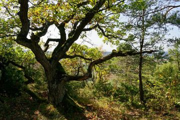 Naturschutzgebiet Ruine Homburg,Unterfranken, Franken, Bayern, Deutschland