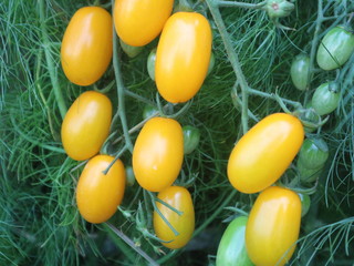 Fresh yellow tomatoes