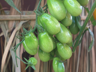 green tomatoes  at the market ,fresh tomatoes 