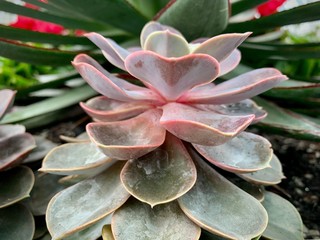 Green succulent in garden