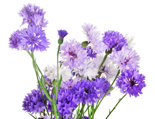 Fototapeta premium bunch of fine violet cornflowers on white