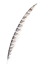 isolated long black and white pheasant feather
