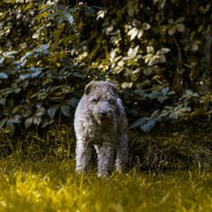 Fototapeta premium fox terrier 