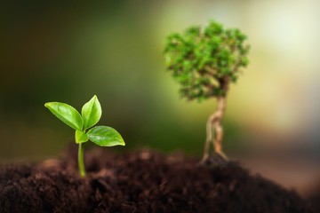 Green young plant in soil, new life concept