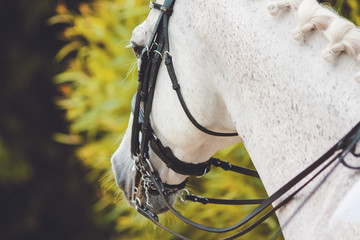 The muzzle of a white horse with a bridle and headband on his head, which stands next to a green lush bush and looks into the distance.