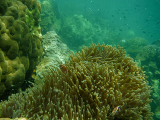 Naklejka na ściany i meble Snorkeling in Thailand watch anemone and clown fish at the sea