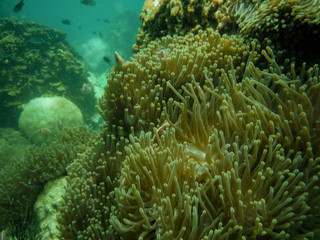 Naklejka na ściany i meble Snorkeling in Thailand watch anemone and clown fish at the sea