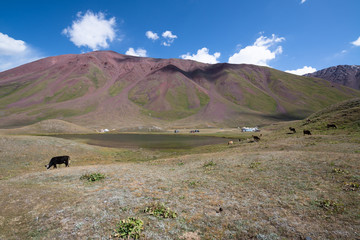 Trek to Lenin peak in Kyrgyzstan, Pamir