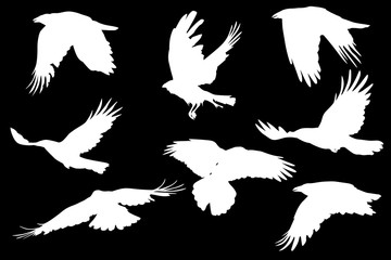 Obraz premium group of eight flying crow silhouettes on black