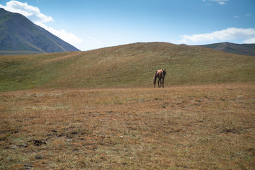 Trek to Lenin peak in Kyrgyzstan, Pamir