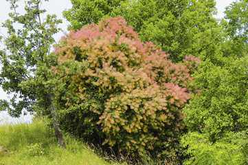 Istrien, Kroatien, Obertal, Portole, Oprtalj