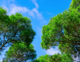 Blue sky and green trees.