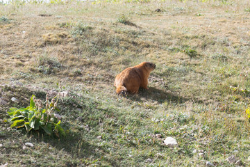 Dramatic marmot in Pamir, Kyrgyzstan