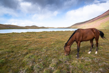 Fototapeta na wymiar Horse grazing in Pamir, Kyrgyzstan