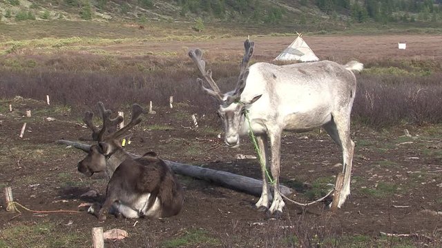 Mongolia. Darkhat basin. The camp of reindeer herders. Deer.