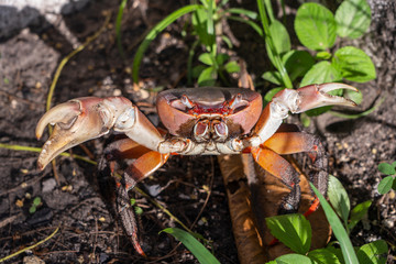 Red crab on the beach near the mangrove forest, island of Zanzibar, Tanzania, Africa. Close up