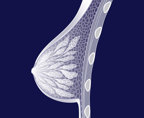 Mammary gland. Monochrome vector illustration showing cross section of female breast isolated on blue background.