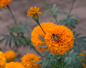 flowers in the garden