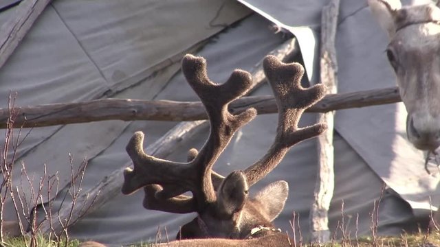 Mongolia. Darkhat basin. The camp of reindeer herders. Deer.