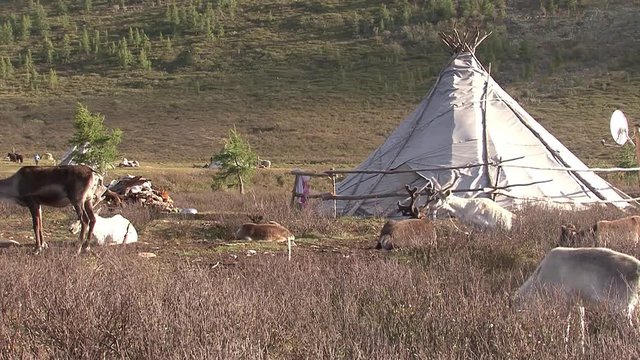 Mongolia. Darkhat basin. The camp of reindeer herders. Deer.