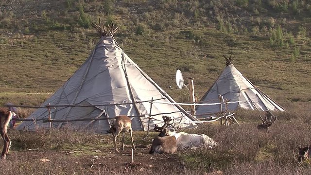 Mongolia. Darkhat basin. The camp of reindeer herders. Deer.
