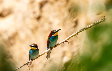 Bee-eater in the nest colony