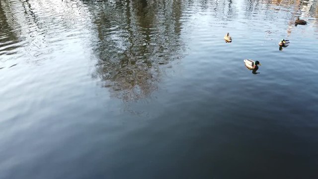 Ducks in a pond. Shooting in the afternoon.