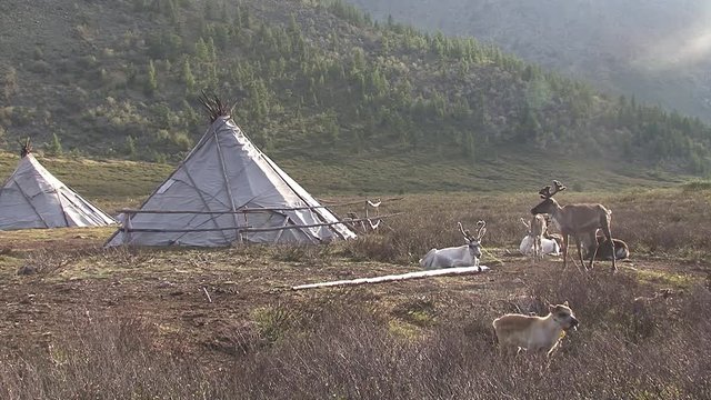 Mongolia. Darkhat basin. The camp of reindeer herders. Deer.
